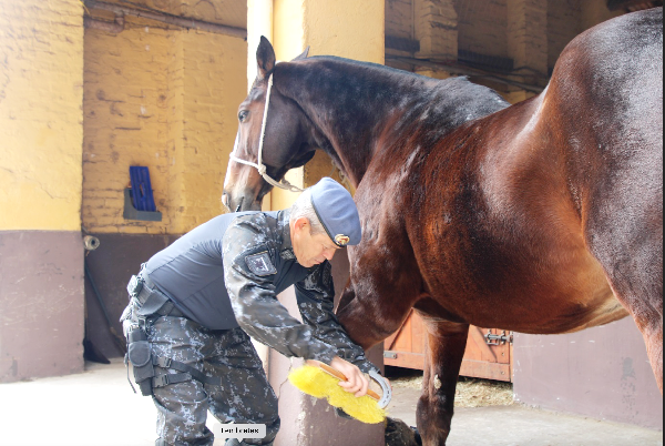 cavalo da polícia militar