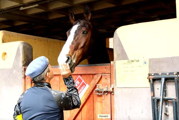 cavalo da polícia militar