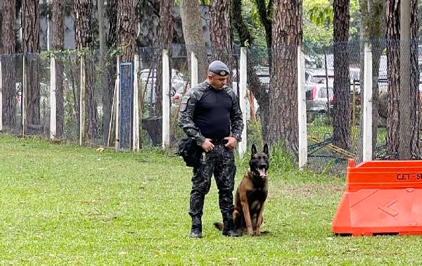 cão aposentado da Polícia Militar