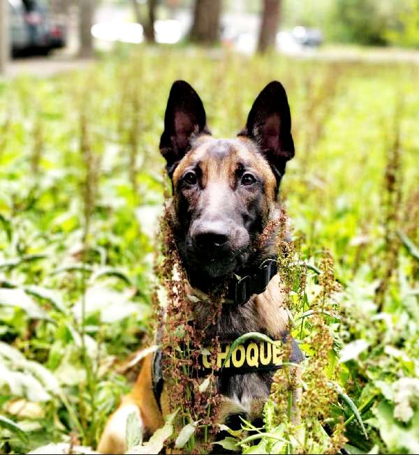 cão aposentado da Polícia Militar